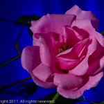 A Late Rose At Night
